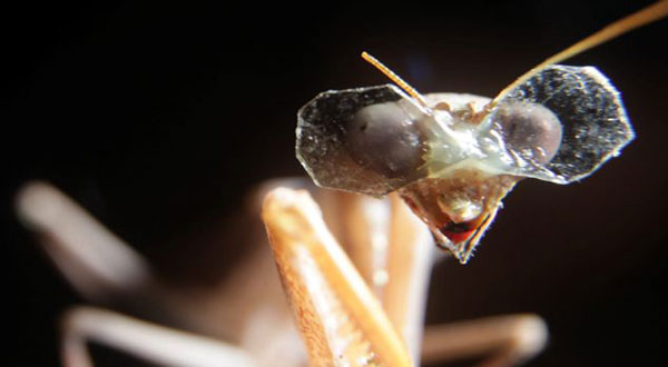 3D Glasses for Insects! 3D Glasses for Insects!